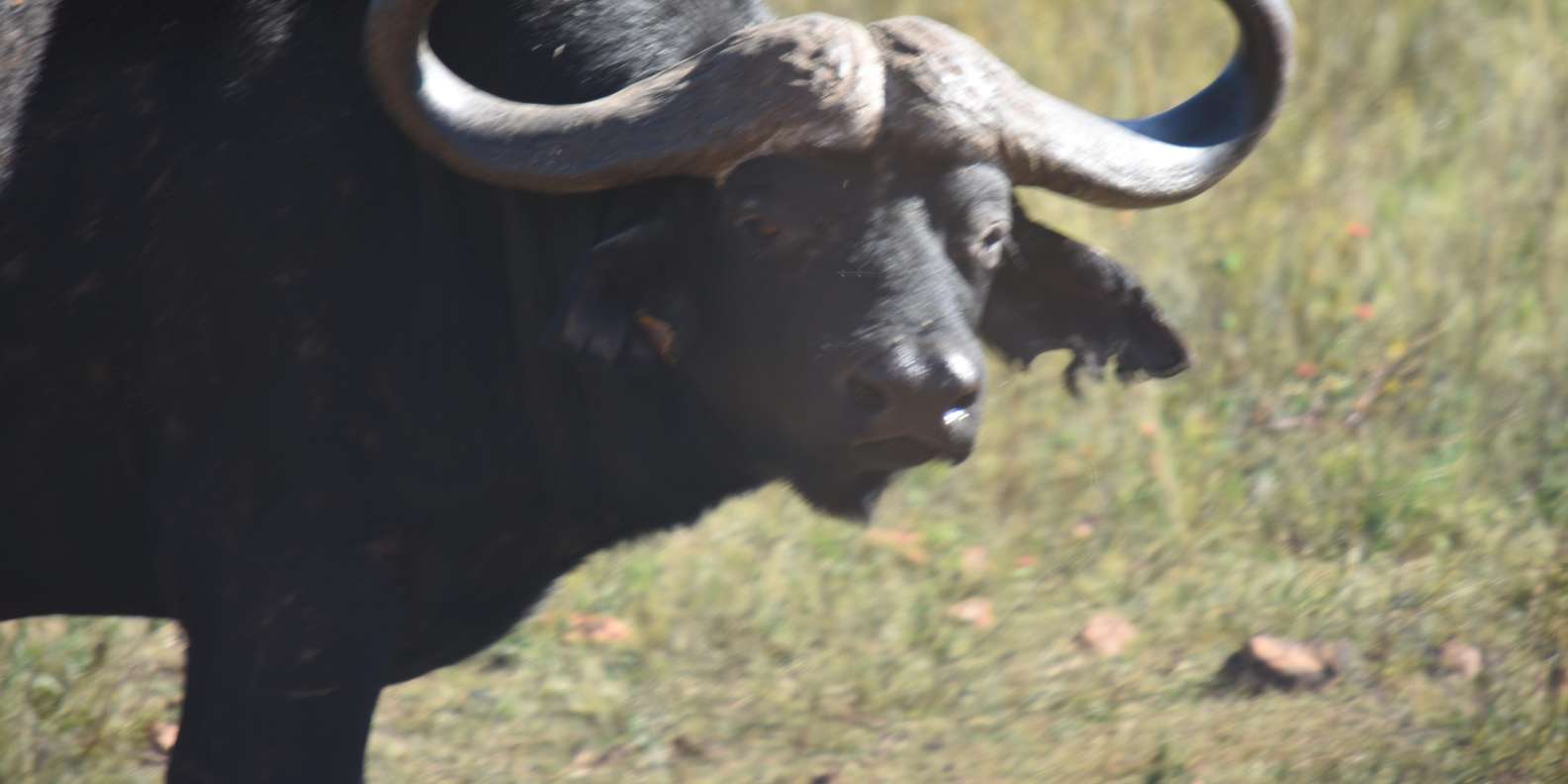 Rhino & Lion Park: Exciting and Fun Private Tour - Good To Know