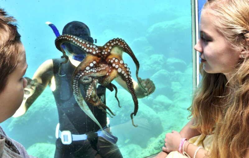 Rhodes Town: Yellow Submarine Cruise With Underwater Views - Good To Know
