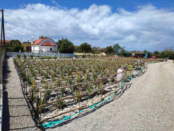 Rhodes:Explore the Farms Paths & Discover Aloe Vera & Herbs - Good To Know