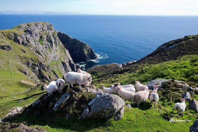 Ring of Kerry & Skellig Ring Private Day Tour - Good To Know