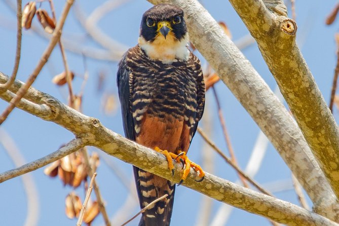 Rio Maya Bird Sanctuary and Spanish Lookout All Inclusive Birdwatching Tour - About Your Stay