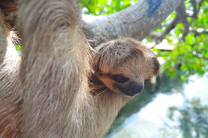 Roatan Monkey and Sloth Sanctuary and Beach Break - Good To Know