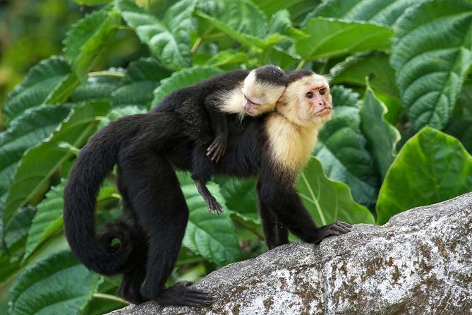 2 Best Historical Tours In Roatan