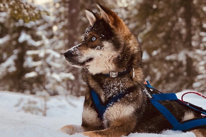 Rovaniemi: Husky Safari Tour & 6-10 Km Self-Driving Mushing - Good To Know
