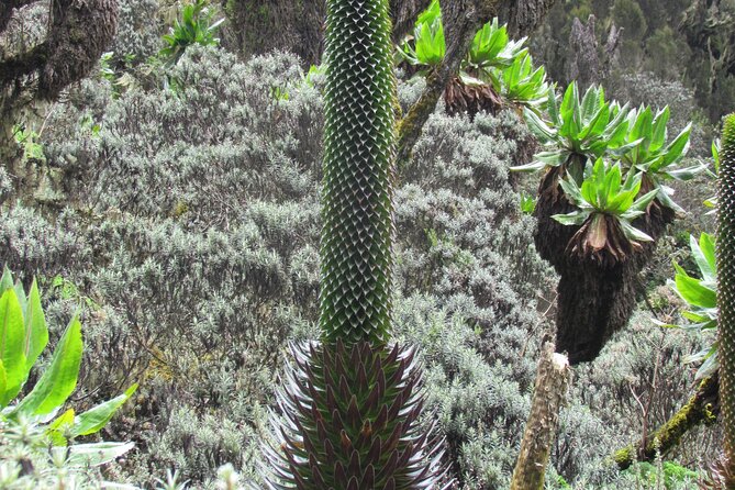 Rwenzori Mountains Trekking With Margherita Peak Summit - Exploring the Rwenzori Mountains