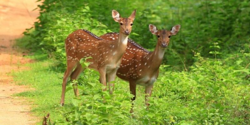 Safari Adventure: Yala National Park Afternoon Expedition - Good To Know