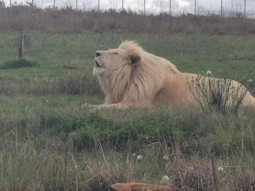 Safari at Lion and Rhino Park / Lesedi Culture Village - Good To Know