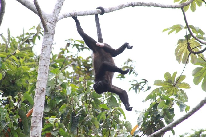 Safari Tour Along the Peñas Blancas River - Good To Know