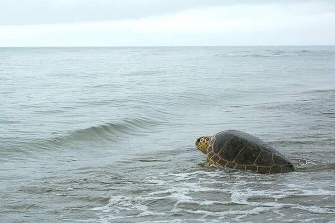 Sal Island: Sea Turtle Experience From Santa Maria - Good To Know