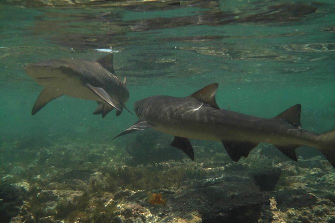 Sal Island: Shark Bay Shark Watching Experience From Santa Maria - Good To Know