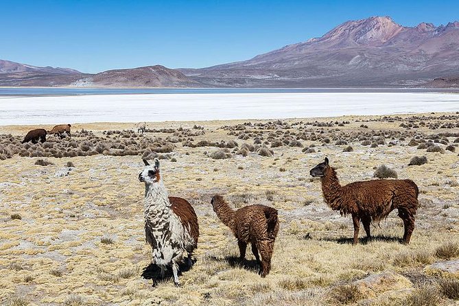 Salinas Salt Lagoon Private Tour - Day Trip From Arequipa - Good To Know