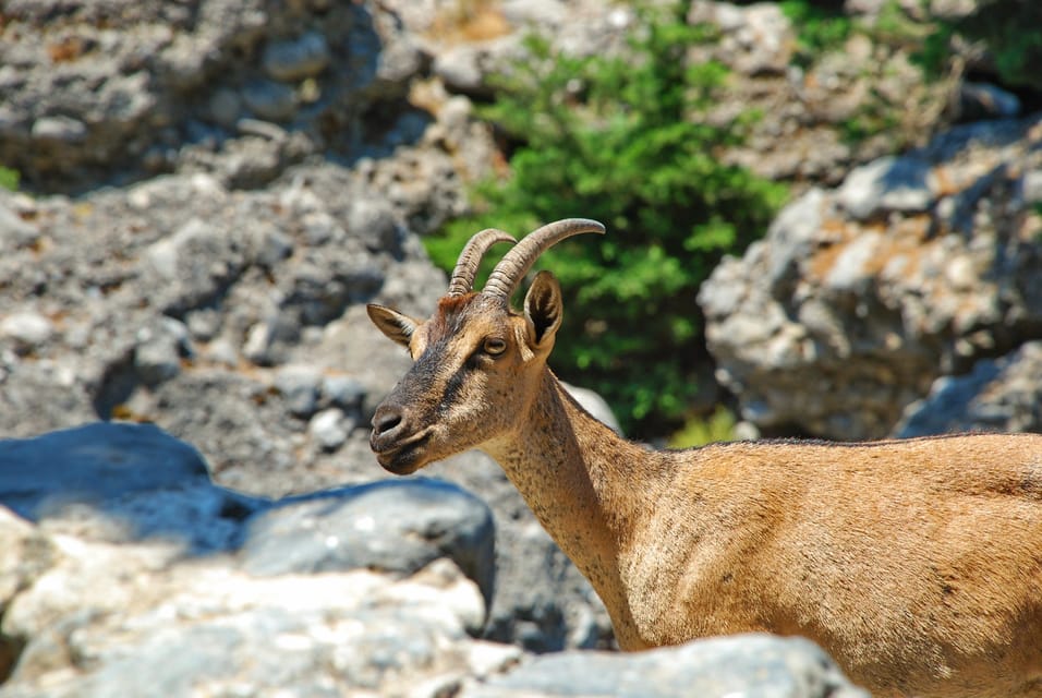 SAMARIA GORGE Full-Day Trip From CHANIA - Good To Know