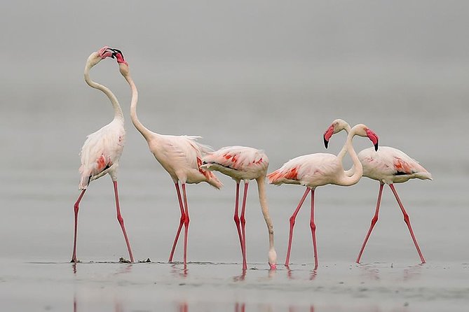 Sambhar Tour - Temples, Salt Lake, Bird Watching, Heritage Walk - Good To Know