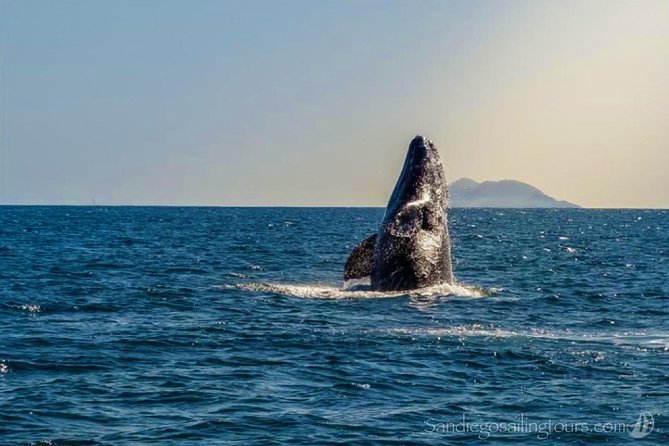 San Diego Half-Day Marine Wildlife Tour With Lunch - Good To Know