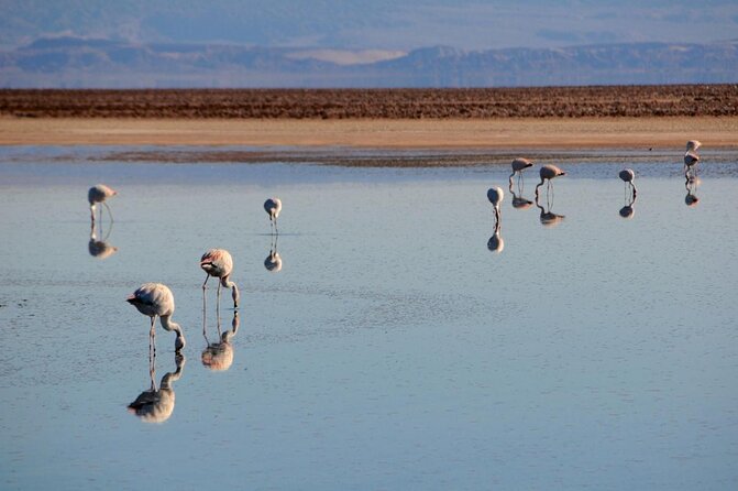 San Pedro De Atacama, Chaxa Lagoon, and Toconao - Half Day - About Your Stay