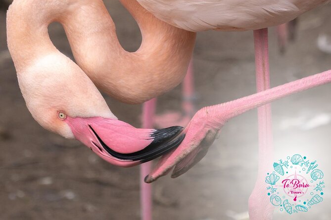 Sanctuary Los Flamingos Tour - Good To Know