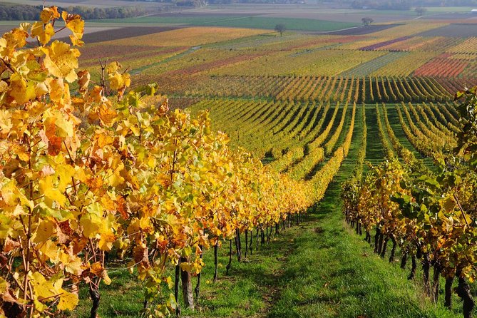 Santiago Full Day Tour to Casablanca Valley, Include Entraces for 2 Vineyard. - Good To Know