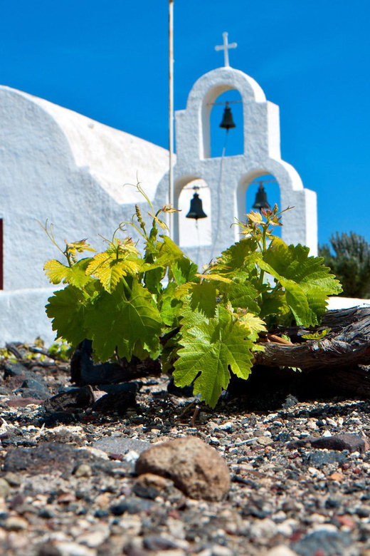 Santorini Wine Experience: Daytime Tour - Good To Know