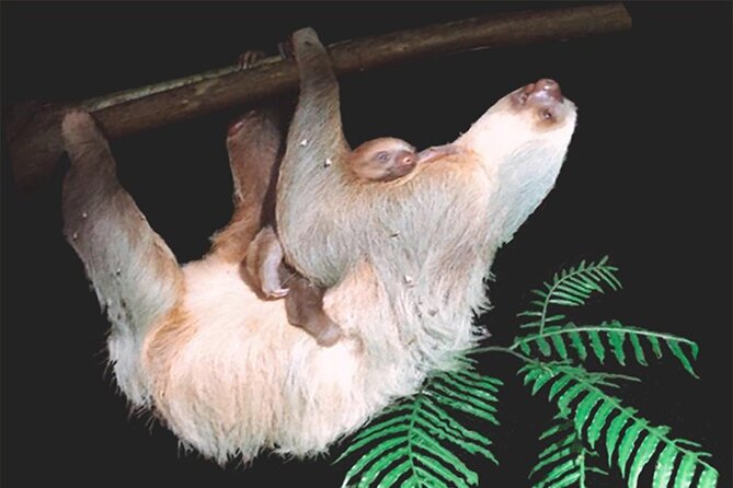 Sarapiqui Rain Forest Night Walk - Traveler Recommendations