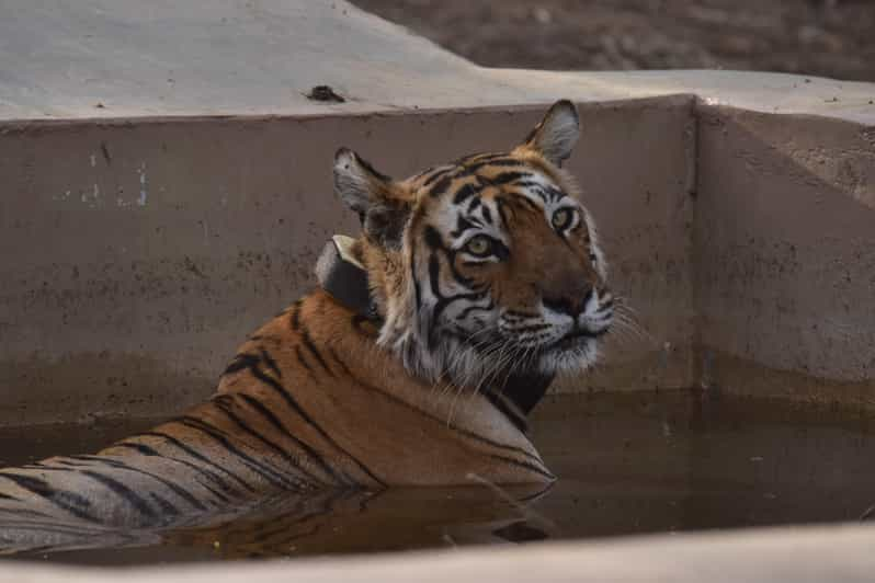 Sariska : Private Guided Tiger Safari in Gypsy - Good To Know