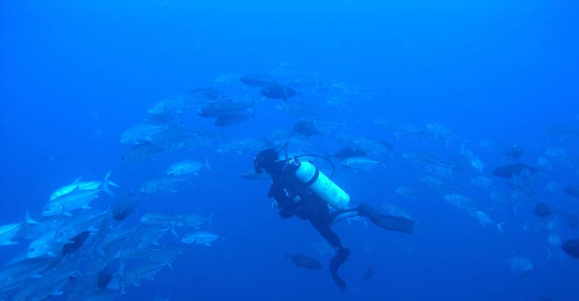 Scuba Dive in Shark Alley - Good To Know