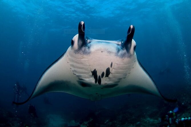 Scuba Dive With Manta Rays - Good To Know