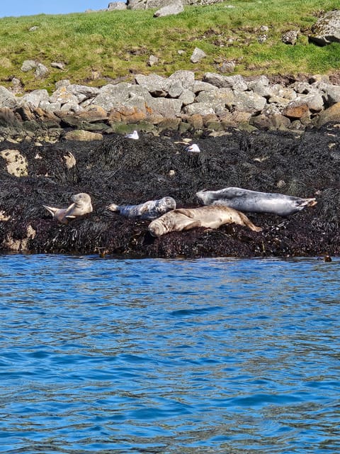 Sea Kayaking Killiney Beach to Dalkey Island - Good To Know