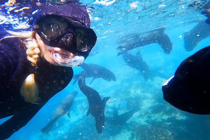 Seal Snorkeling Experience in Cape Town - Good To Know