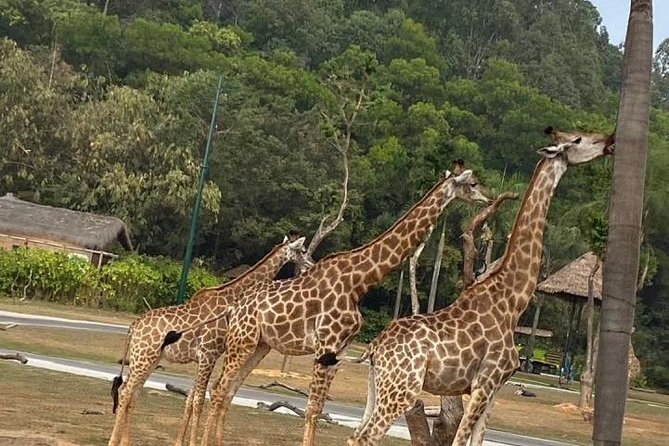 See Panda Guangzhou Chimelong Safari Park and Circus Private Tour - Good To Know