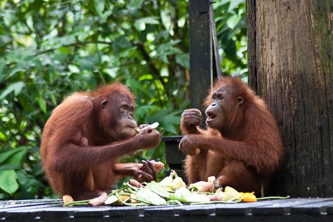 Sepilok Orang Utan, Sun Bear & Sandakan Nature City Tour + Lunch - Good To Know
