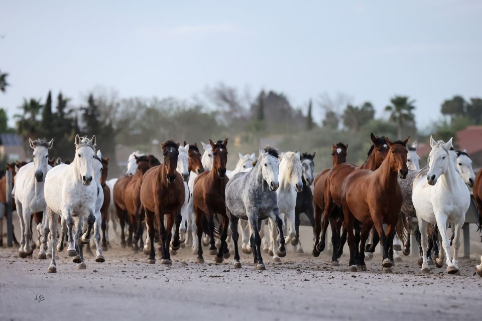 Seville: Horse Show Entry Ticket. Optional Stud Farm Visit - Good To Know