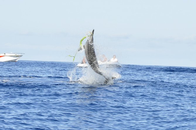 Shared Dolphin Encounter in Mauritius