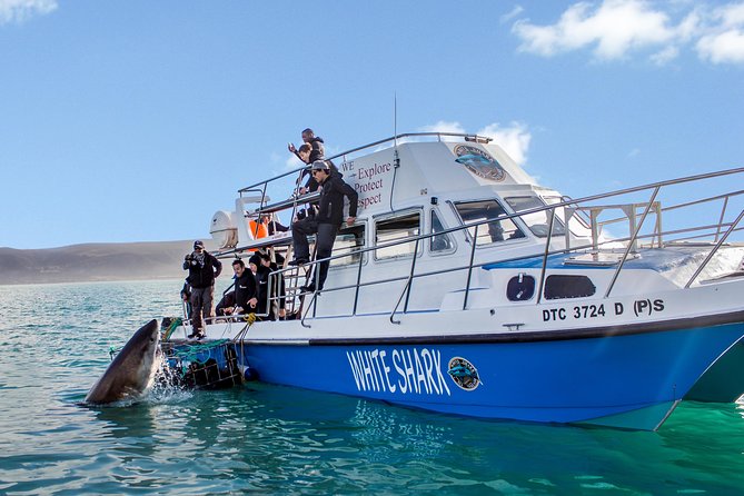 Shark Cage Diving - Adventure Meets Conservation! - Good To Know