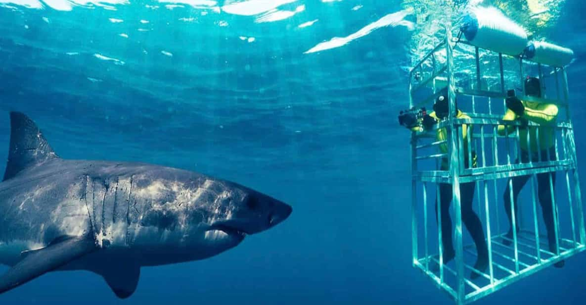 Shark Cage Diving Private Tour With Transport From Cape Town - Good To Know