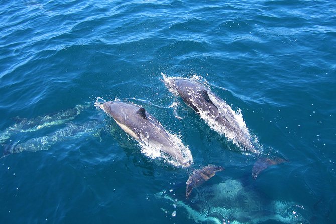 Shark Cage Diving Tour From Cape Town - Overview of the Tour