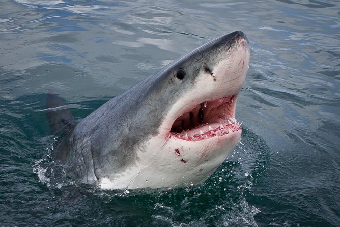 Shark Cage Diving Viewing Only - Good To Know