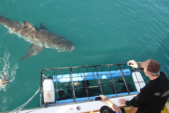 Shark Cage Diving & Viewing Tours in Gansbaai - Good To Know