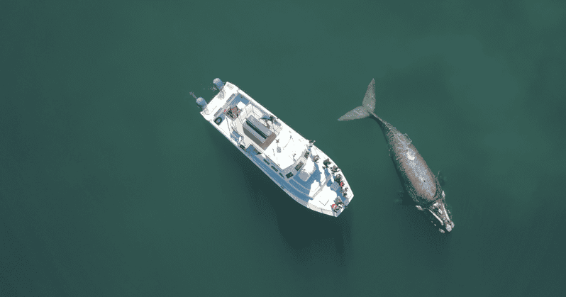 Shark & Whale Trip Combo