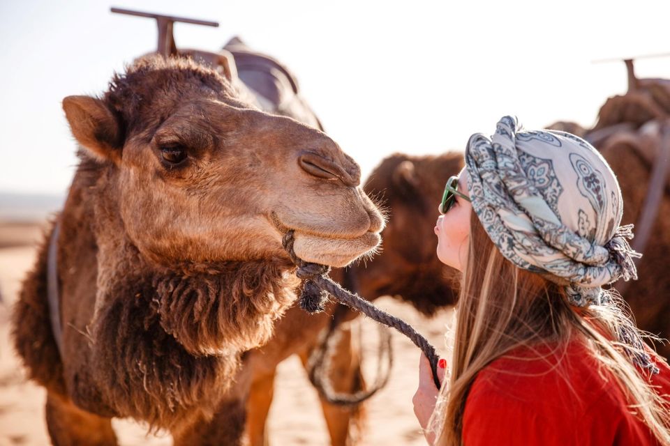 Sharm: Arabian Adventure Horse Ride & Camel Ride W Breakfast - Good To Know