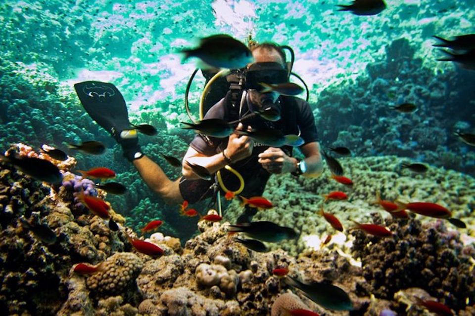 Sharm El Sheikh: Ras Mohamed, White Island, Snorkel & Diving - Good To Know