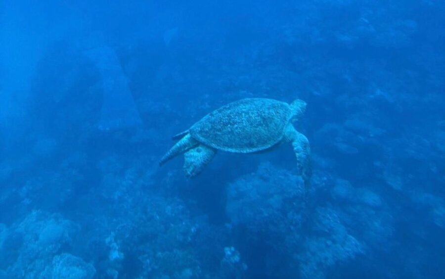 Sharm El-Sheikh: Seascope Submarine Boat Cruise With Pickup