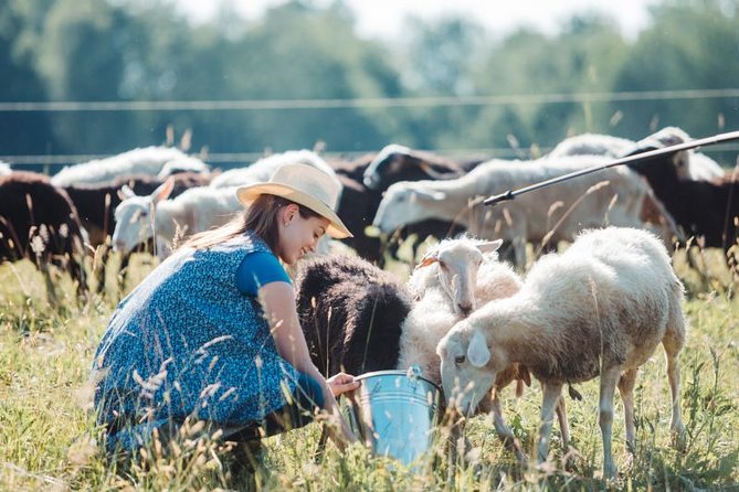 Sheep Games