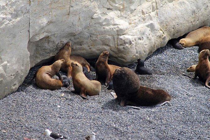Shore Excursion Punta Loma Sea Lions Reserve Including Puerto Madryn City Tour - Good To Know