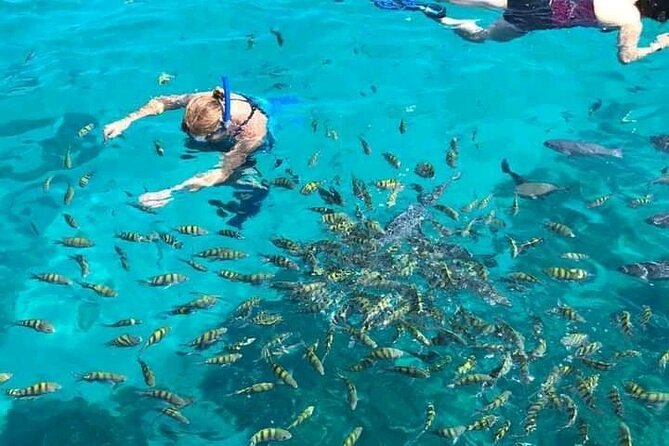 SHORE EXCURSION: Snorkeling by Boat and Wildlife Encounter