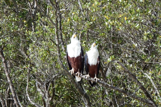 Shoreline Hippo and Crocodile Boat Cruises, Isimangaliso Wetland Park - Overview of the Experience