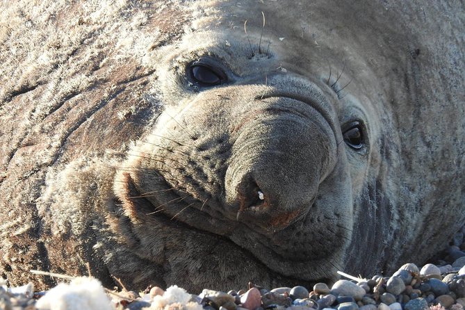 SIB Cruise Shore Excursion Peninsula Valdes - Pto Madryn - Patagonia Argentina - Good To Know