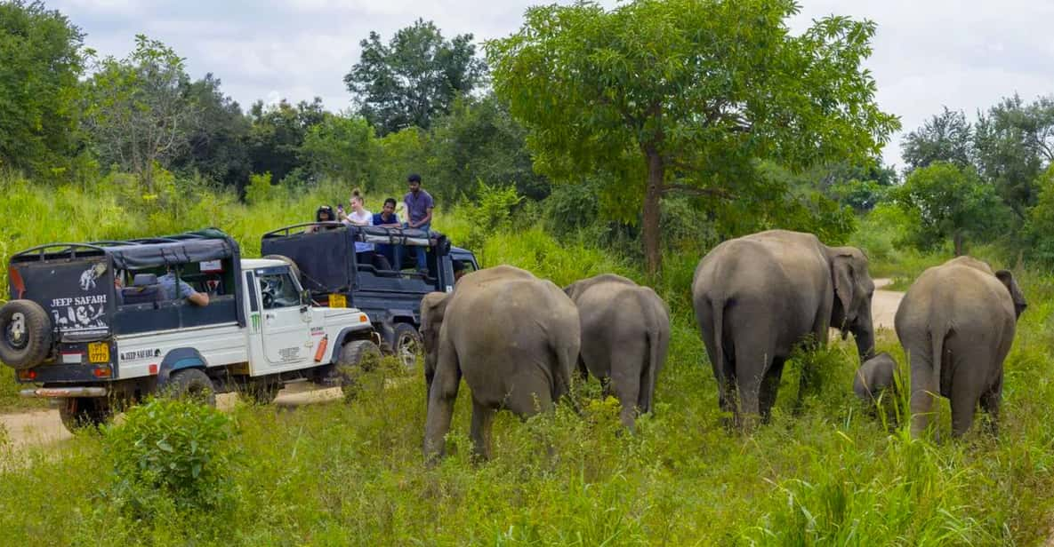 Sigiriya Fortress and Wildlife Safari, Budget Tour - Tour Overview