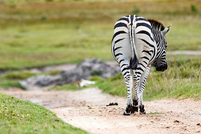 Skip the Line: 2-Hour Guided Game Drive at Kragga Kamma Game Park Ticket - Good To Know