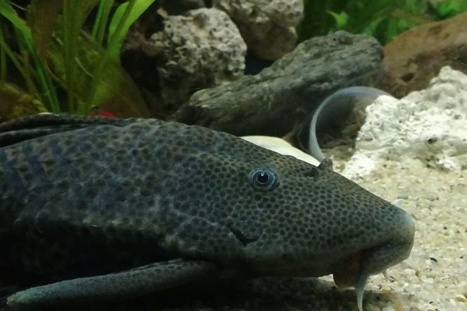 Skip the Line: Santa Marta Marine World Aquarium Admission Ticket and Guide - Overview and Experience