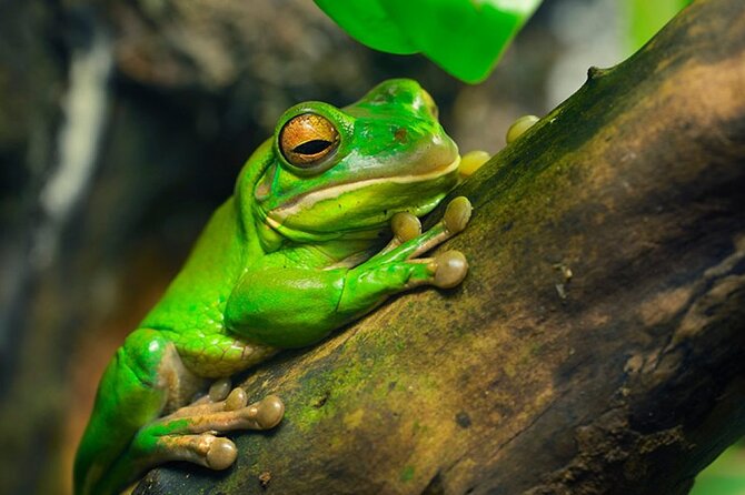 Sloth, Frog and Waterfall Tour in the Rainforest Including Lunch - Tour Overview and Details